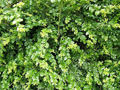 Buchsbaum im Garten: Kreativer Einsatz für grüne Akzente